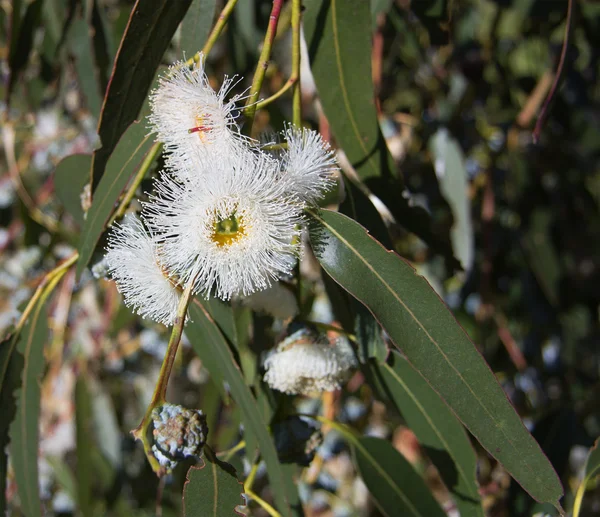 Eucalyptus globulus tasmanian mavi sakız ağacı — Stok fotoğraf