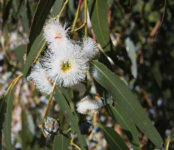 Eukalyptus globulus-tasmanischer blauer Kaugummibaum lizenzfreie Stockbilder