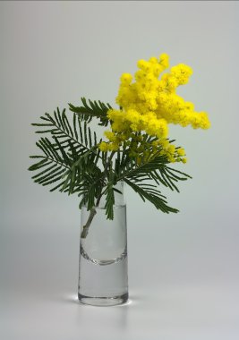 mimoza