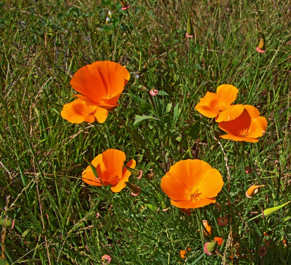 加州野生罂粟 — 图库照片