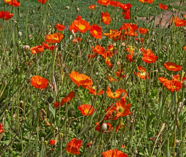 Poppy field — Stock Photo, Image