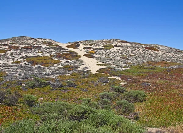 Kum tepeleri ile vahşi bitkiler — Stok fotoğraf