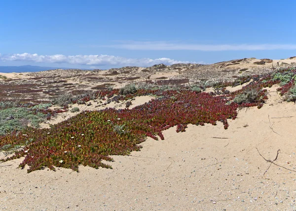 野生の花で砂丘 — ストック写真