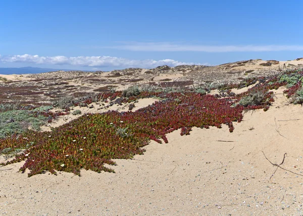 Dunes de sable aux fleurs sauvages — Photo