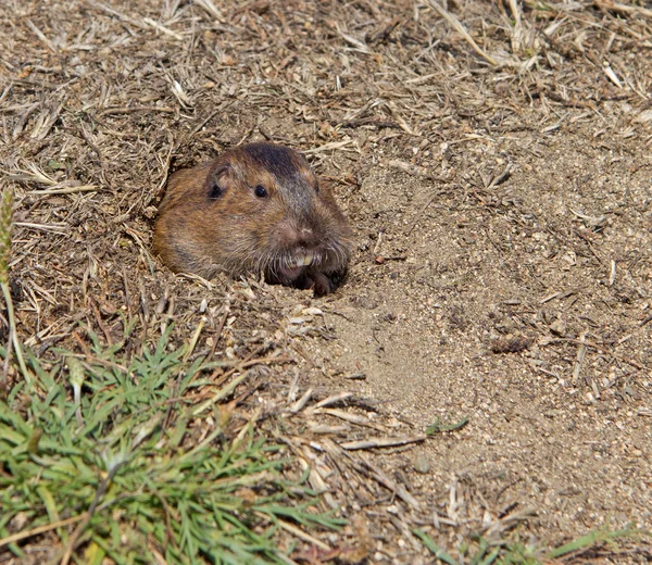 Botta'nın cep Gopher (Thomomys bottae)