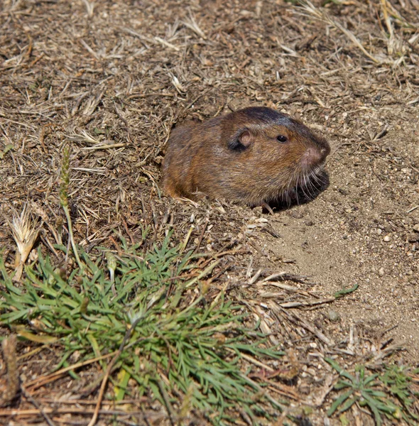 Botta'nın cep Gopher