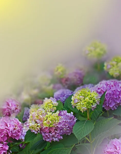 Çiçek arka planda HORTENSIA — Stok fotoğraf