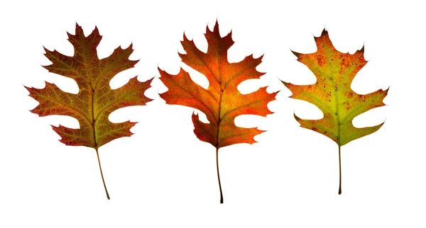 Three fall leaves.Isolated. — Stock Photo, Image