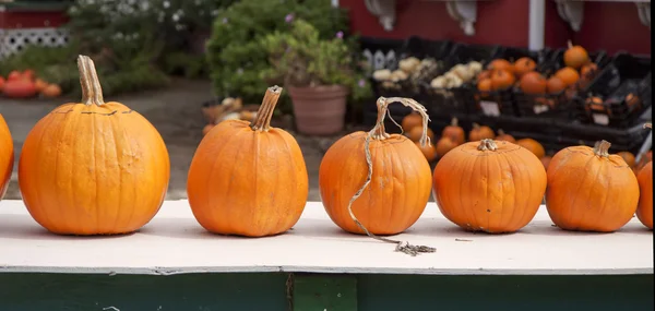 Calabazas en venta — Foto de Stock