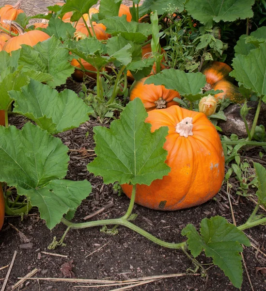 Kürbispflanze mit reifen Kürbissen — Stockfoto