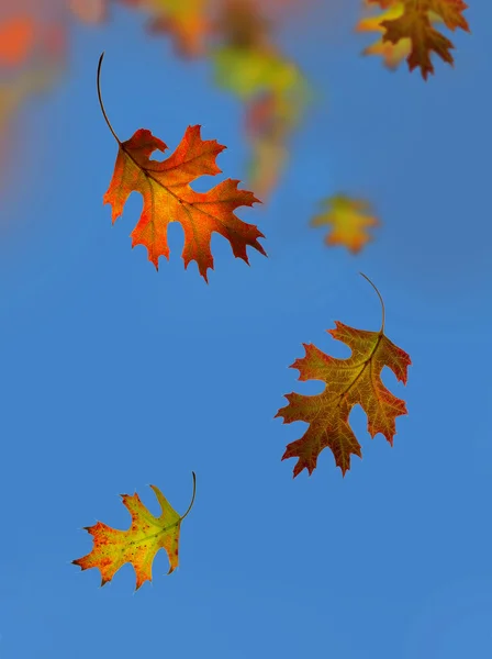 Autumn. Leaf fall. — Stock Photo, Image