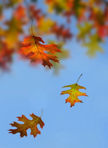 Autumn. Leaf fall. — Stock Photo, Image