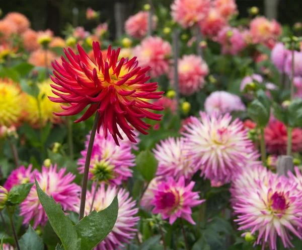 Dahliengarten — Stockfoto