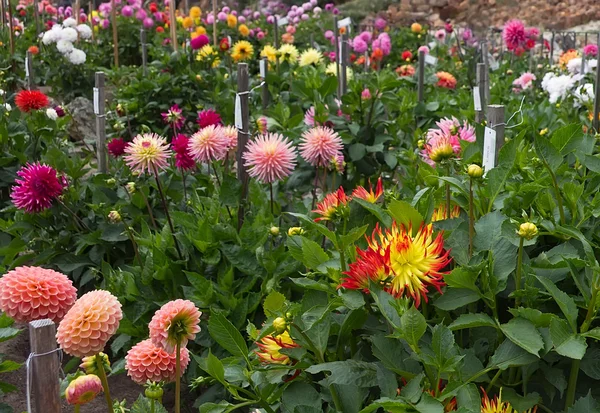 Yıldız çiçeği bahçesi — Stok fotoğraf