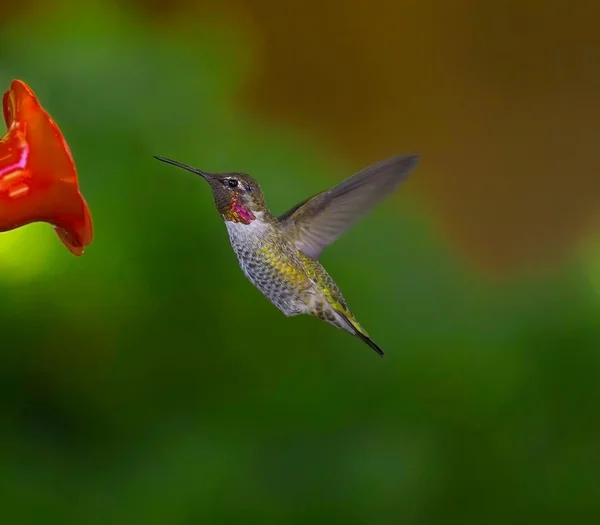 Hummingbird flygande mot feeder Stockbild