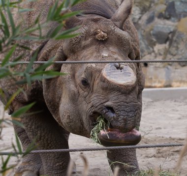 Siyah gergedan veya kanca dudaklı gergedan (Diceros bicornis))