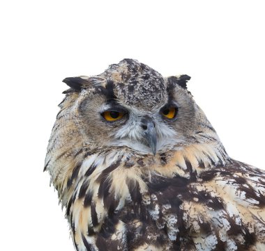 Avrasya kartal baykuş (bubo bubo). izole.