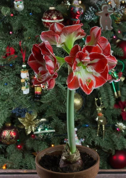 ख्रिसमस ट्री पार्श्वभूमीवर Amaryllis मिनेर्वा विना-रॉयल्टी स्टॉक फोटो