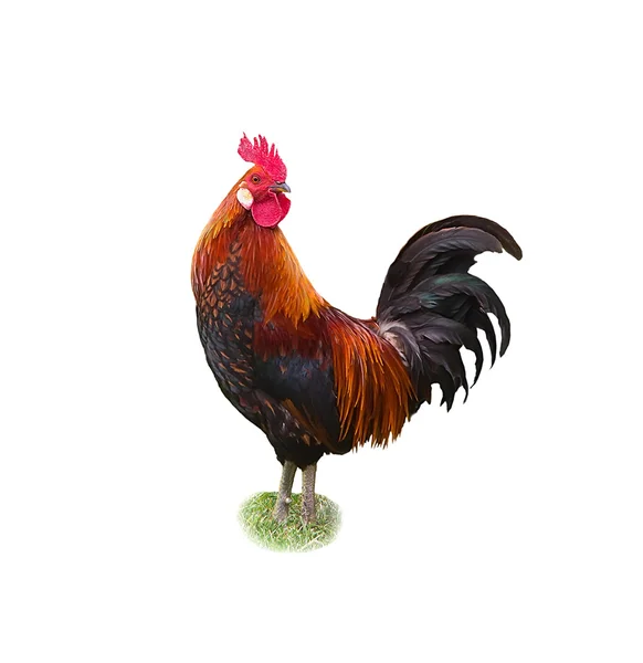 Rooster on white background Stock Picture