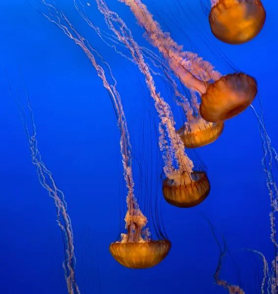 Gruppo di meduse su sfondo blu — Foto Stock