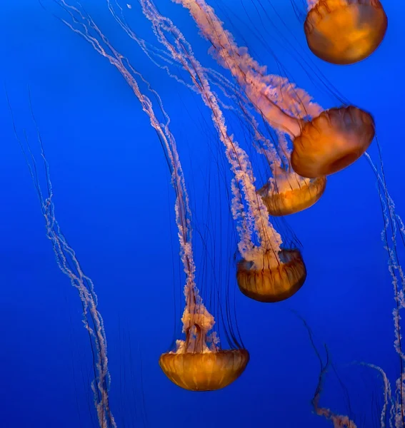Group of jellyfishes on blue background Stock Image