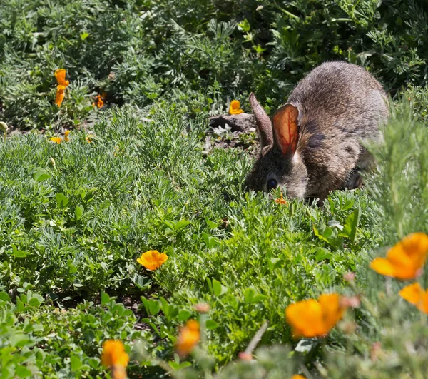 Wild Cottontail Brush Coelho na grama primavera — Fotografia de Stock