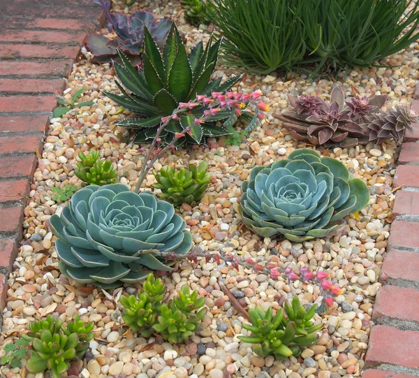 Succulent plants garden Royalty Free Stock Images