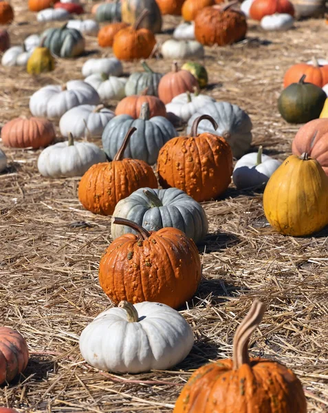 Bunte Verschiedene Arten Von Kürbissen Zum Verkauf — Stockfoto