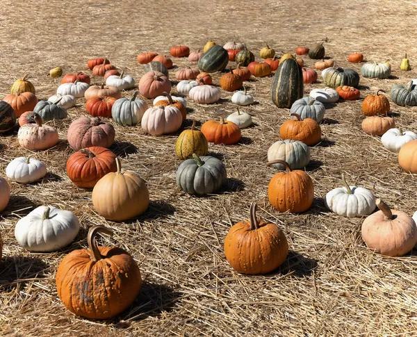 Coloridos Tipos Diferentes Calabazas Para Venta — Foto de Stock