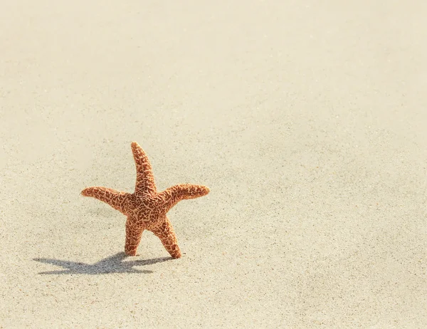 Hvězdice. Tichomoří sea star (asterias amurensis — Stock fotografie