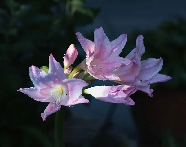 Nær Blomstre Rosa Crinum Lily – stockfoto