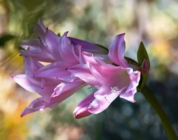 Çiçek Açan Pembe Crinum Zambağının Kapağı — Stok fotoğraf