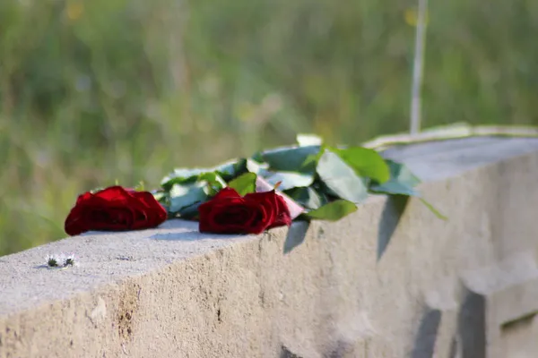 Красные Розы Статуе Ваалсдорвлакте Члены Голландского Сопротивления Убиты Время Второй — стоковое фото