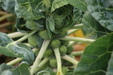 Fields with plants full of brussels sprouts in South Holland in the Netherlands