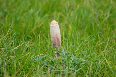 Mushroom named shaggy inkcap during autumn season in the grass in the Netherlands