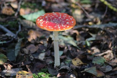 Fly Agaric or Amanita muscaria during autumn season at gouwebos forest in Waddinxveen in the Netherlands
