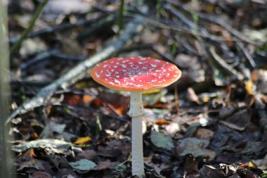 Fly Agaric or Amanita muscaria during autumn season at gouwebos forest in Waddinxveen in the Netherlands