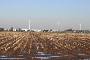 Fields with plants full of brussels sprouts in South Holland in the Netherlands