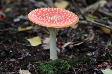 Fly Agaric or Amanita muscaria during autumn season at gouwebos forest in Waddinxveen in the Netherlands