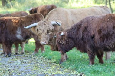 Scottish Highlander cattle in the Schiebroeksepark in Rotterdam the Netherlands
