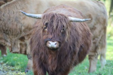 Scottish Highland cattle in the Schiebroeksepark in Rotterdam the Netherlands