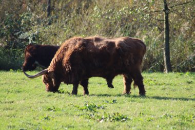 Scottish Highland cattle in the Schiebroeksepark in Rotterdam the Netherlands