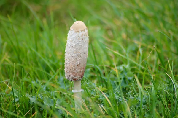 Mushroom Named Shaggy Inkcap Autumn Season Grass Netherlands — стоковое фото