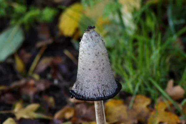 Mushroom Named Shaggy Inkcap Autumn Season Grass Netherlands — Stok fotoğraf