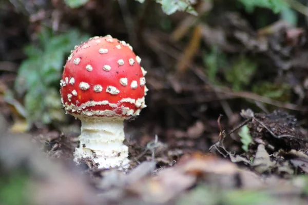 Fly Agaric Amanita Muscaria Autumn Season Gouwebos Forest Waddinxveen Netherlands — Photo