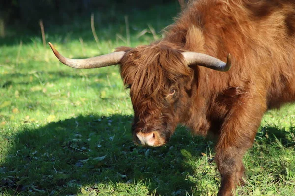 Scottish Highland Cattle Schiebroeksepark Rotterdam Netherlands — Zdjęcie stockowe