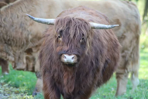 Scottish Highland Cattle Schiebroeksepark Rotterdam Netherlands — Stockfoto