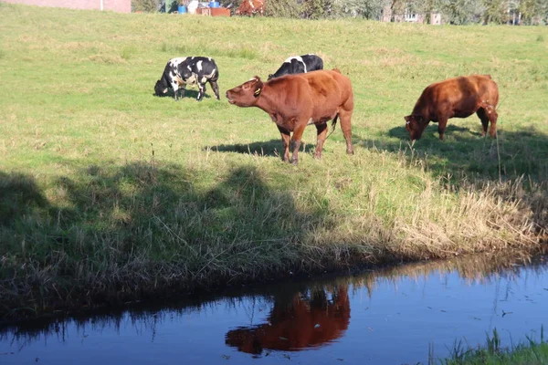 Rood Zwart Frysian Holstein Koeien Weiden Moordrecht — Stockfoto