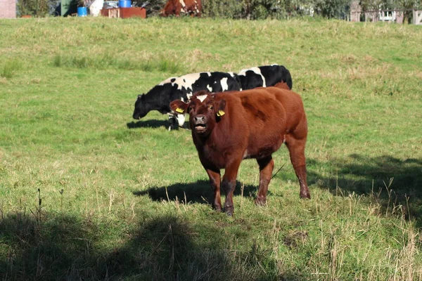 Красные Черные Фризские Коровы Гольштейн Лугах Moordrecht Нидерландах — стоковое фото