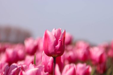 Hollanda Flakkee Adası 'ndaki Stad aan' t Haringvliet 'teki çiçek tarlalarında kırmızı ve beyaz lale.